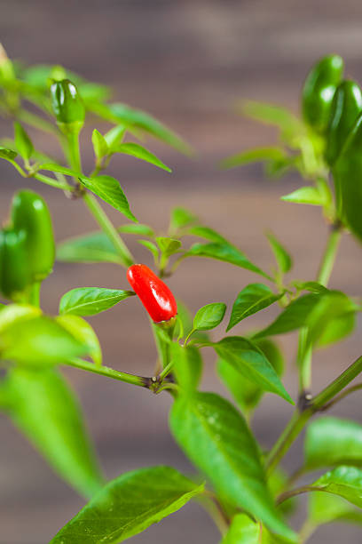 istock Red and green chili peppers on a branch 613346226