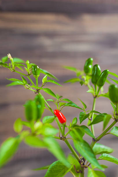istock Red and green chili peppers on a branch 613346304