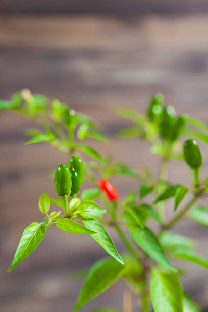 istock Red and green chili peppers on a branch 613346358