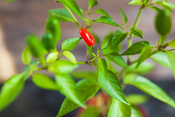 istock Red and green chili peppers on a branch 613346434