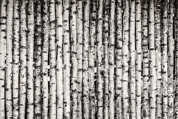 Birch bark texture. The texture of the birch bark. Birch bark background.  Birch tree trunk, Betula pendula. 16544241 Stock Photo at Vecteezy