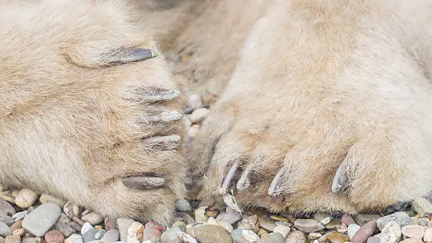 Polar bear on rocks, extreme close-up on paws