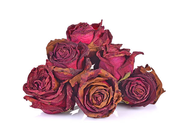 istock Dry roses isolated on white background 613347424
