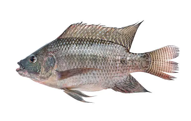 Photo of fish,Oreochromis nilotica  isolated on white background