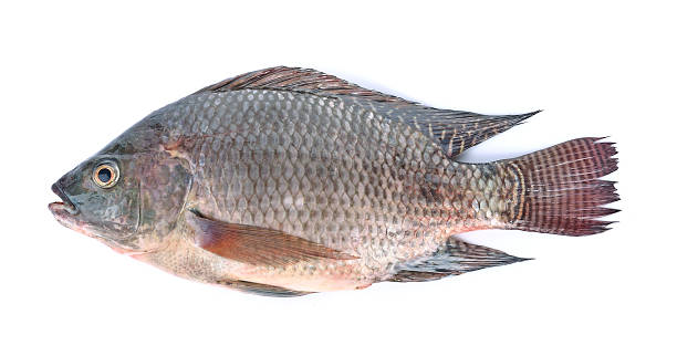 pesce,oreochromis nilotica isolata su sfondo bianco - tilapia foto e immagini stock