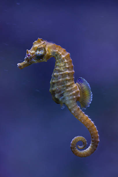 short-snouted seahorse (hippocampus hippocampus). - snouted imagens e fotografias de stock