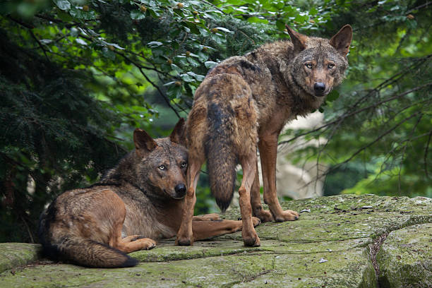 lupo iberico (canis lupus signatus). - pyrenean foto e immagini stock