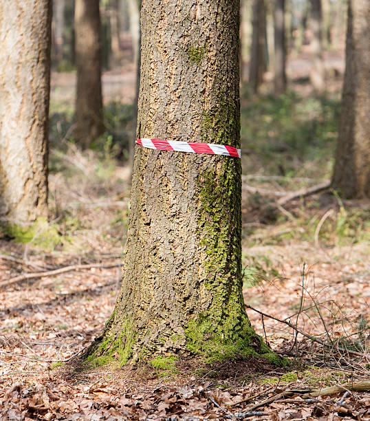 istock Crime scene in the woods 613516742