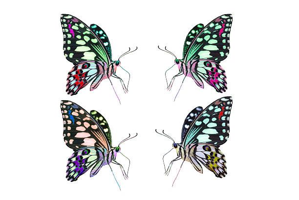 istock Beautiful butterfly 613516790
