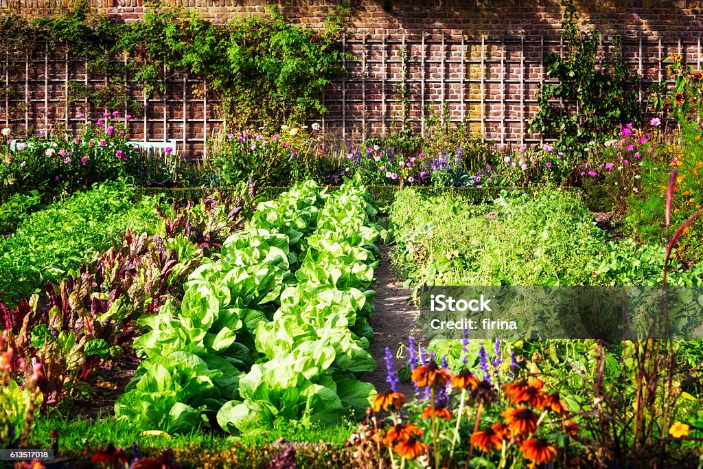 Jardín de vegetales  - Foto de stock de Huerto libre de derechos
