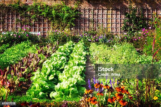 Vegetable Garden Stock Photo - Download Image Now - Vegetable Garden, Yard - Grounds, Vegetable