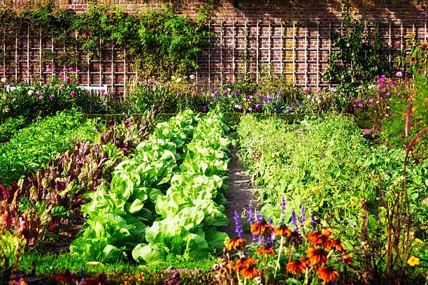 Photo of Vegetable garden