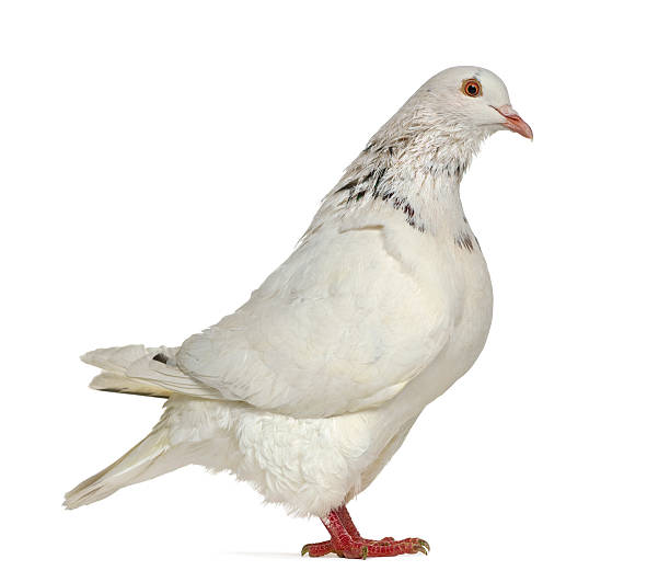 istock Side view of a Texan pigeon isolated on white 613517788