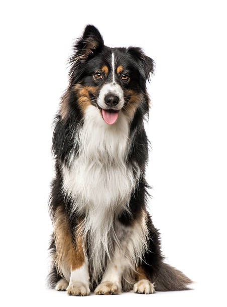 istock Australian Shepherd with one ear up, isolated on white 613517874