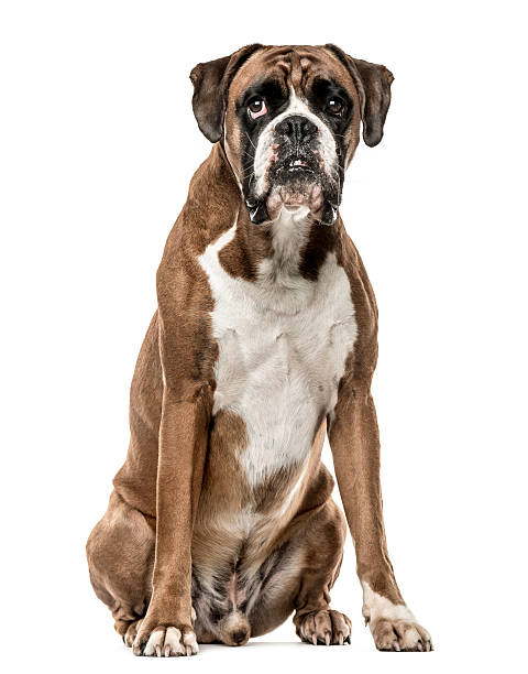 istock Boxer, 4 years old, sitting on white background 613517944