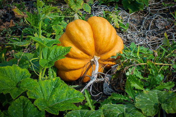 istock Ripe pumpkins on the field 613517978