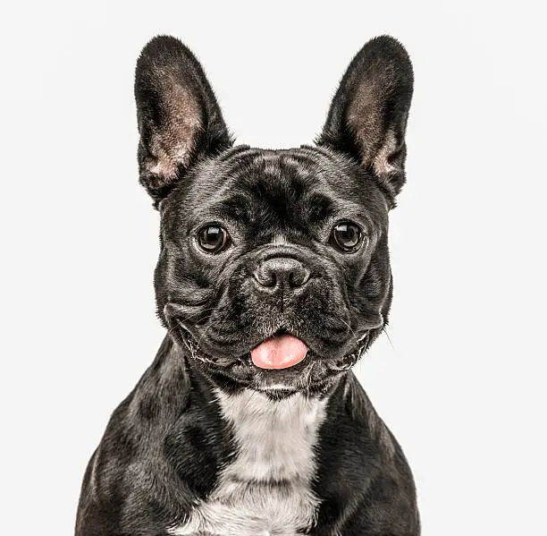 close up of a French Bulldog looking at the camera isolated on white