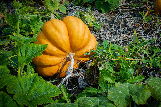 istock Ripe pumpkins on the field 613518052
