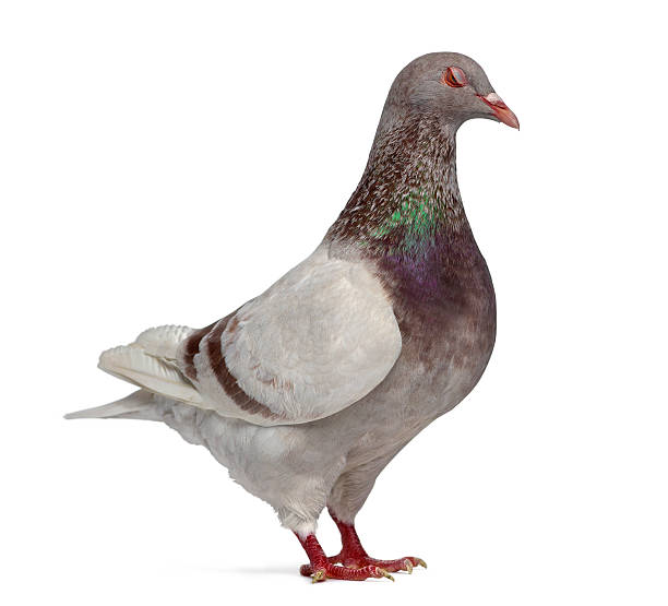 istock Side view of a Texan pigeon winking isolated on white 613518100