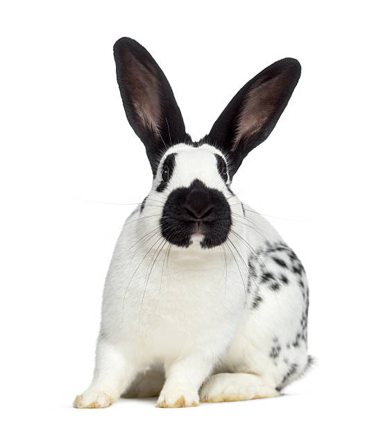 istock Front view of Checkered rabbit isolated on white 613518300