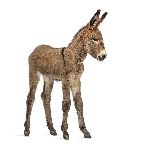 istock Provence donkey foal isolated on white 613518354