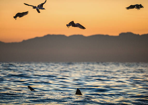 istock Fins of a white shark and Seagulls 613519036