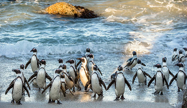 istock African penguins walk out of the ocean 613519070