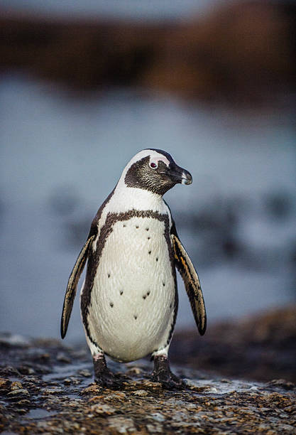 istock The African penguin in twilight. 613519072