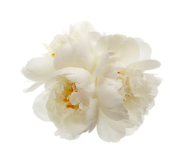 Photo of Three white peony flowers