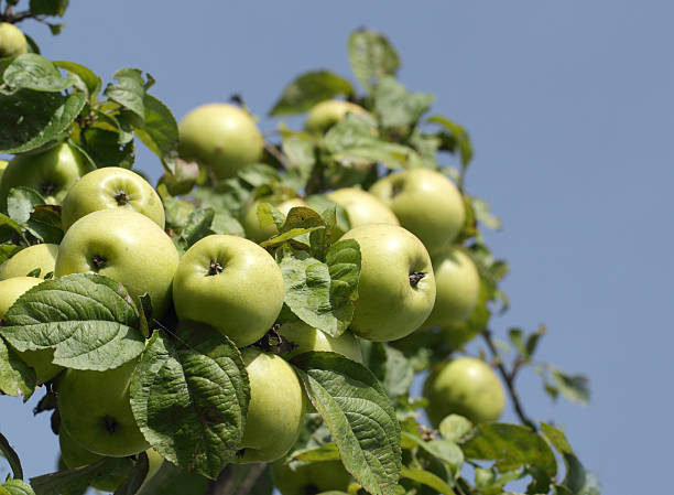 istock Apple tree branch with green apple fruits 613520486