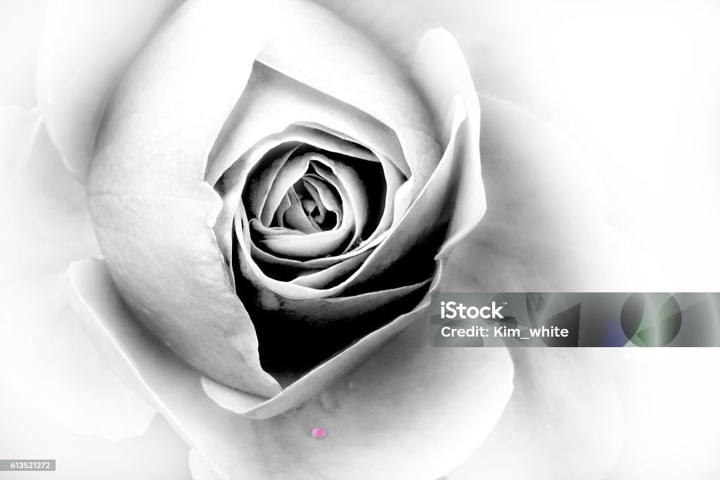 rose -closeup rose closeup, black and white image Black And White Stock Photo