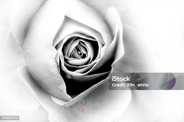Rose Closeup Stock Photo - Download Image Now - Black And White, Flower, Photography