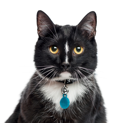 Close-up of European Shorthair, 1 year old, looking at camera, isolated on white