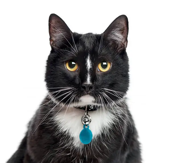 Photo of Close-up of European Shorthair, 1 year old, isolated on white