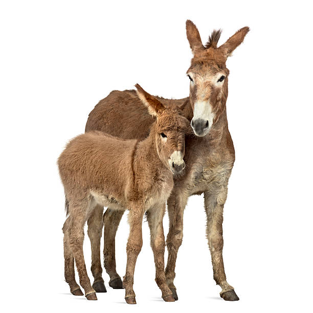 istock Mother provence donkey and her foal isolated on white 613521734