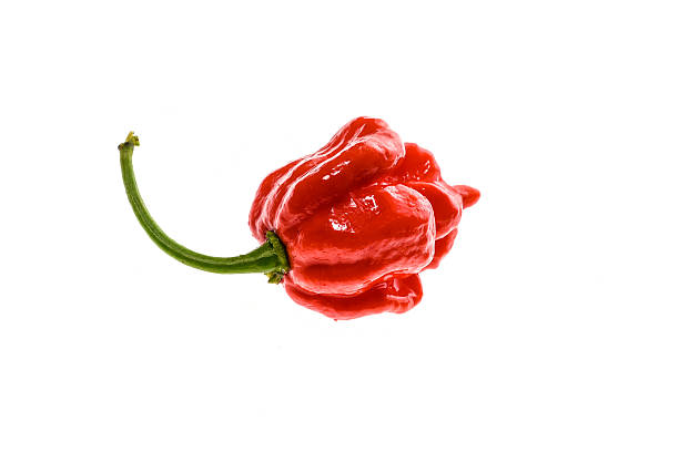 Fresh ripe Trinidad Scorpion Moruga hot chili pepper. Fresh ripe Trinidad Scorpion Moruga hot chili pepper with green stem. Isolated on white. trinidad culture stock pictures, royalty-free photos & images