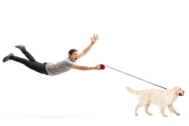Guy being pulled by his dog Guy being pulled by his dog isolated on white background pulling stock pictures, royalty-free photos & images