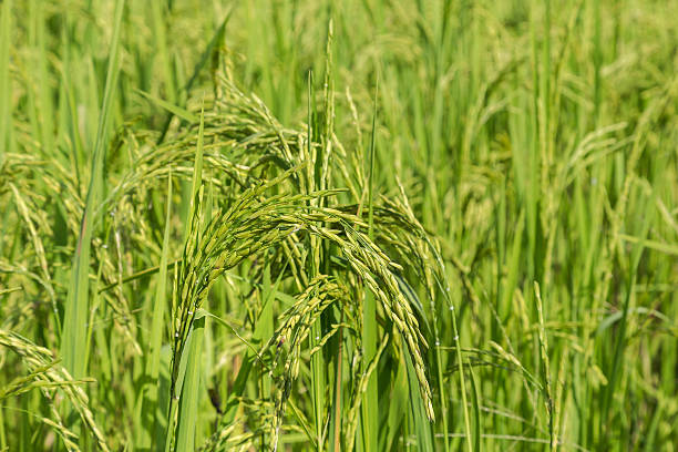 istock Ripening rice growing in paddy green field 613522260