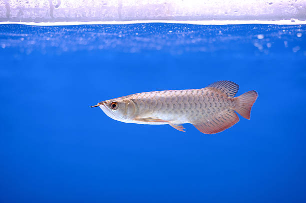 arowana fish Close-Up Of Arowana Fish Against in tank blue Background golden arowana fish stock pictures, royalty-free photos & images