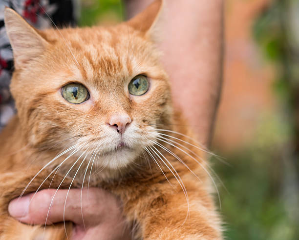istock Woman holds a red cat. 613522780
