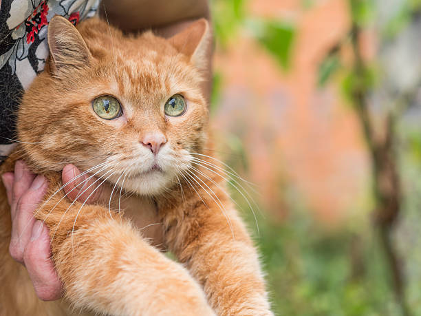 istock Woman holds a red cat. 613522930
