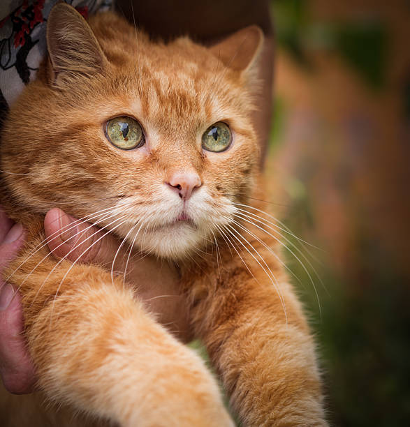 istock Woman holds a red cat. 613523008