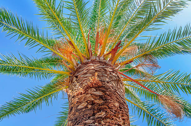 istock Big green Palm tree close with blue sky 613523054