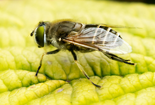 fly on leaf, garden,closeup,spring,summer,insect