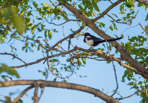 Magpie sitting on a tree.