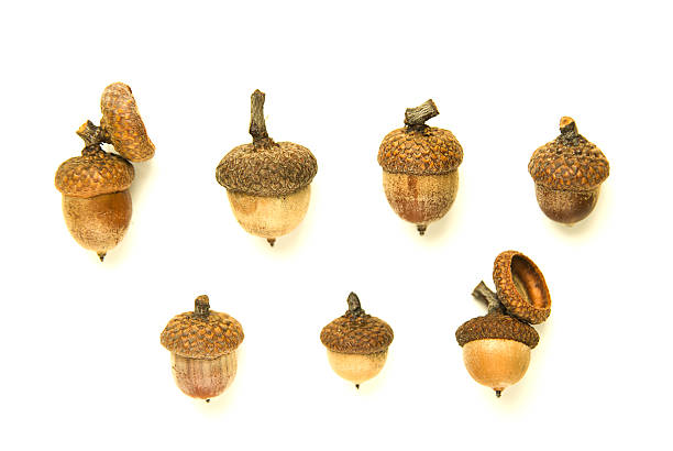 istock Many dried autumn acorns on over white 613523912