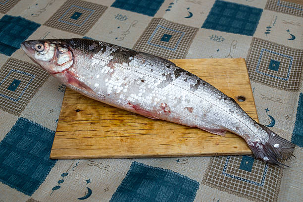 istock Fresh-caught Whitefish with silvery scales on chopping board 613524260