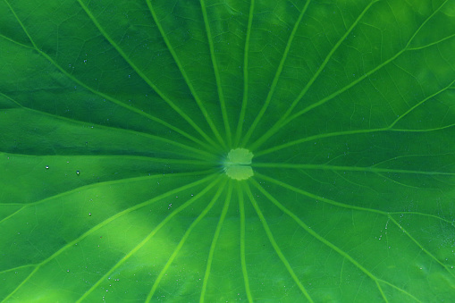 Sacred Lotus (Nelumbo nucifera) young leaf in lake