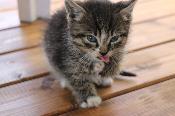 istock portrait of a small fluffy kitten 613525668