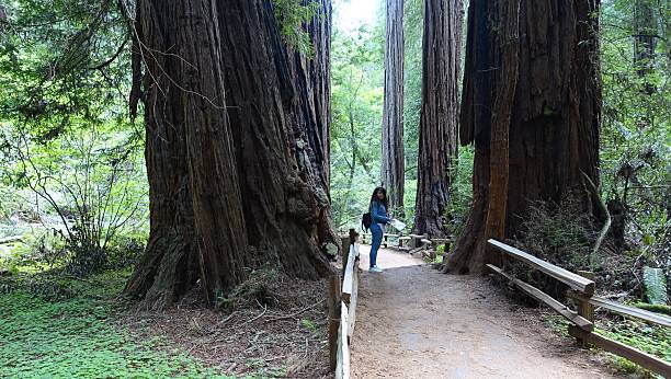 istock Between two redwoods in Muir Woods, California 613526562